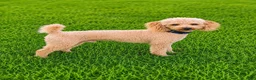 Cockapoo dogs for sale: Maddie - Ad 8