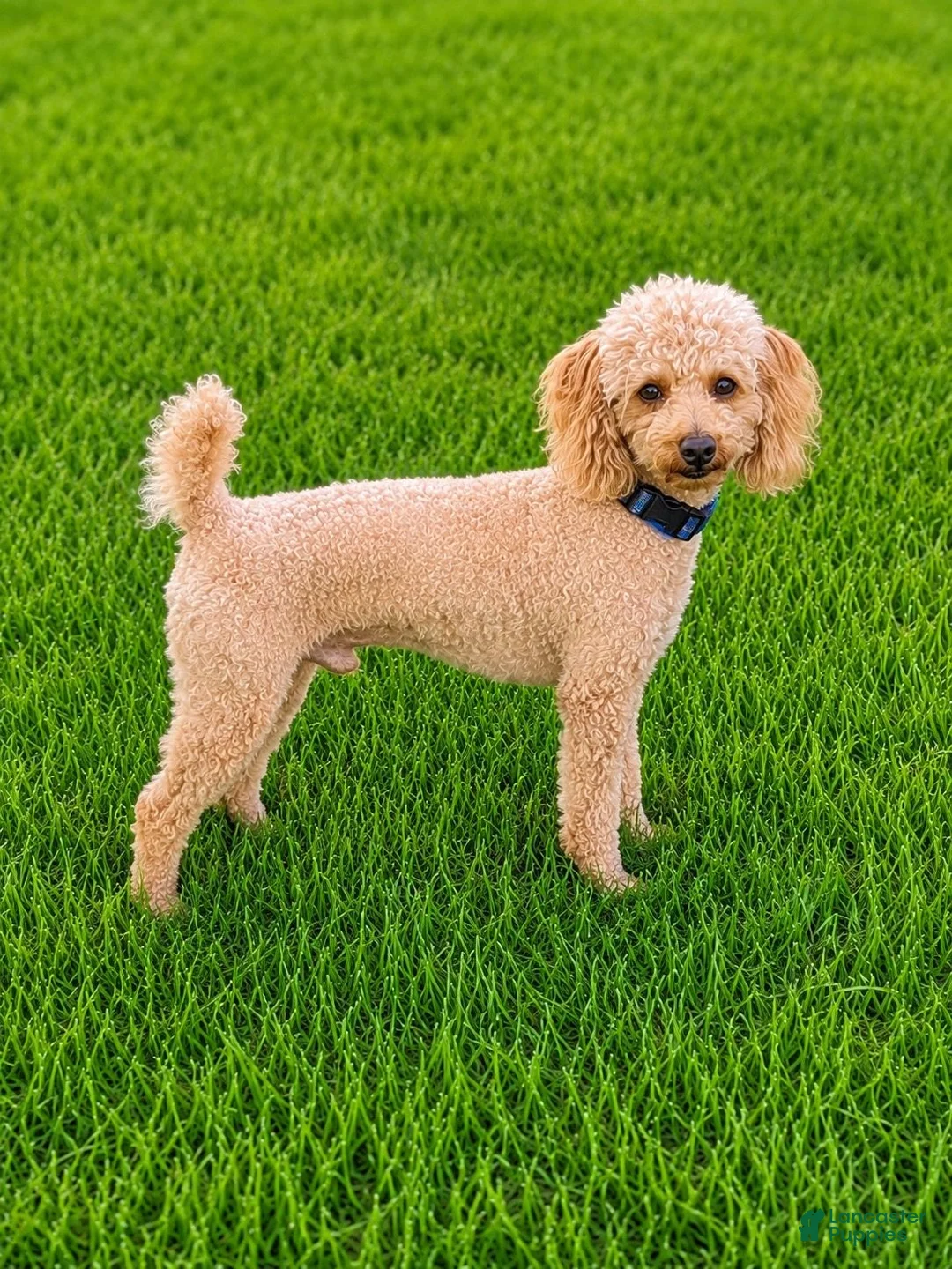 Cockapoo dogs for sale: Maddie - Ad 8