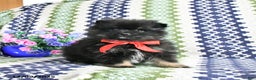 Pomeranian dogs for sale: Basil - Ad 1