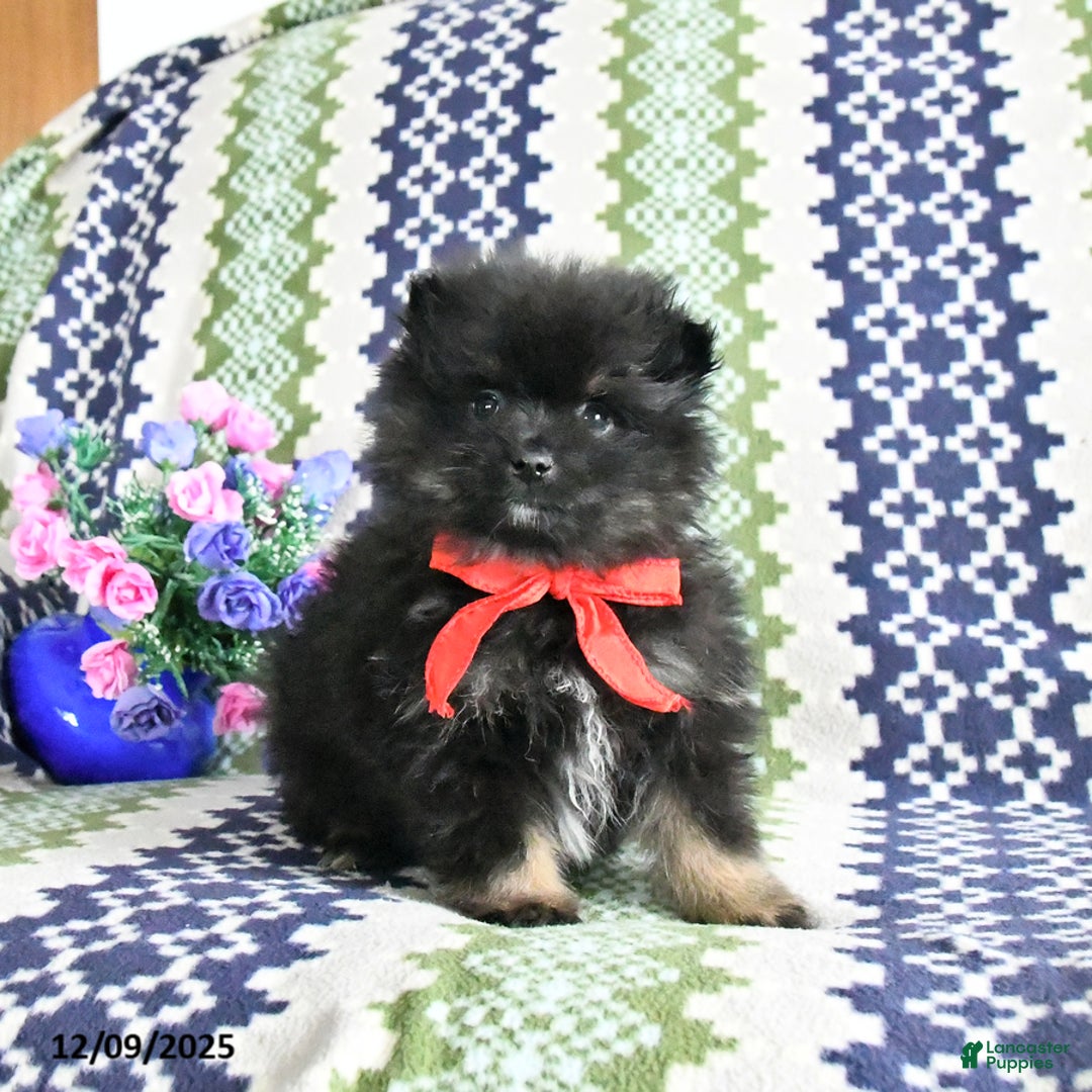 Pomeranian dogs for sale: Basil - Ad 1