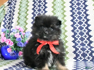 Pomeranian dogs Basil - Ad 19