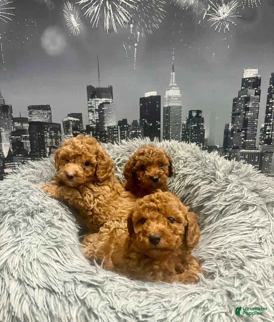 Miniature Poodle dogs for sale: Kimber - Ad 16