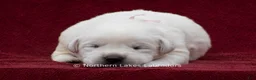 Labrador Retriever dogs for sale: McKenna - Ad 4