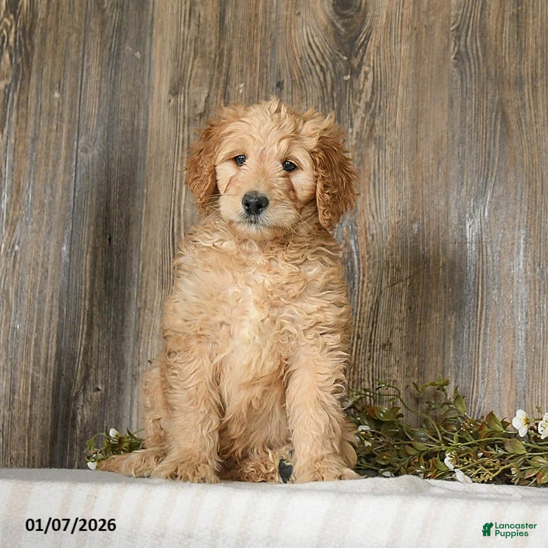 Goldendoodle dogs for sale: Epic - Ad 4