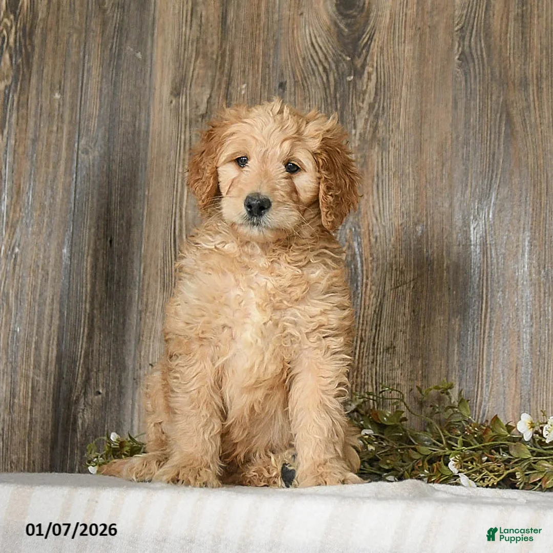 Goldendoodle dogs for sale: Epic - Ad 4