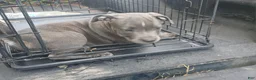 American Bully dogs for sale: American Bully 1 - Ad 3