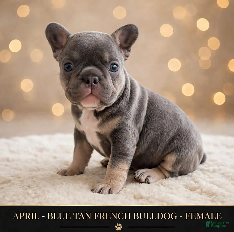 French Bulldog dogs for sale: April - Ad 1