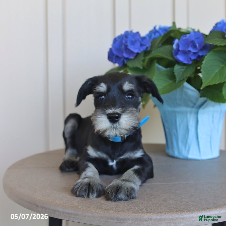 Miniature Schnauzer dogs Fido - Ad 1