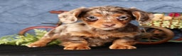 Miniature Dachshund dogs for sale: Niles - Ad 1