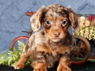 Miniature Dachshund dogs Niles - Ad 2