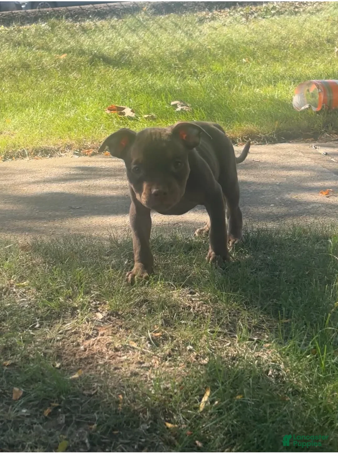 American Pit Bull Terrier dogs for sale: American Pit Bull Terrier Chocolate Red Nose Tri Color 2 - Ad 2