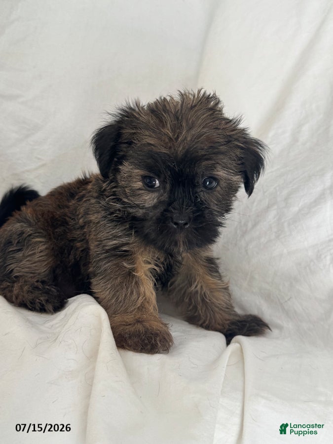 Shorkie dogs Ethan - Ad 1