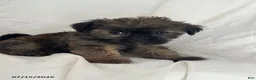 Shorkie dogs for sale: Ethan - Ad 1