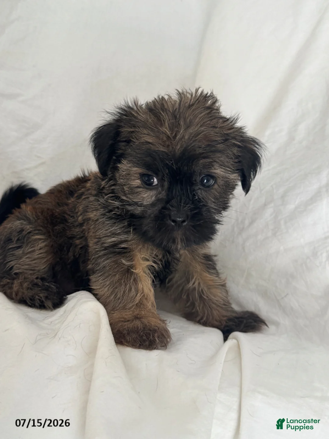 Shorkie dogs for sale: Ethan - Ad 1