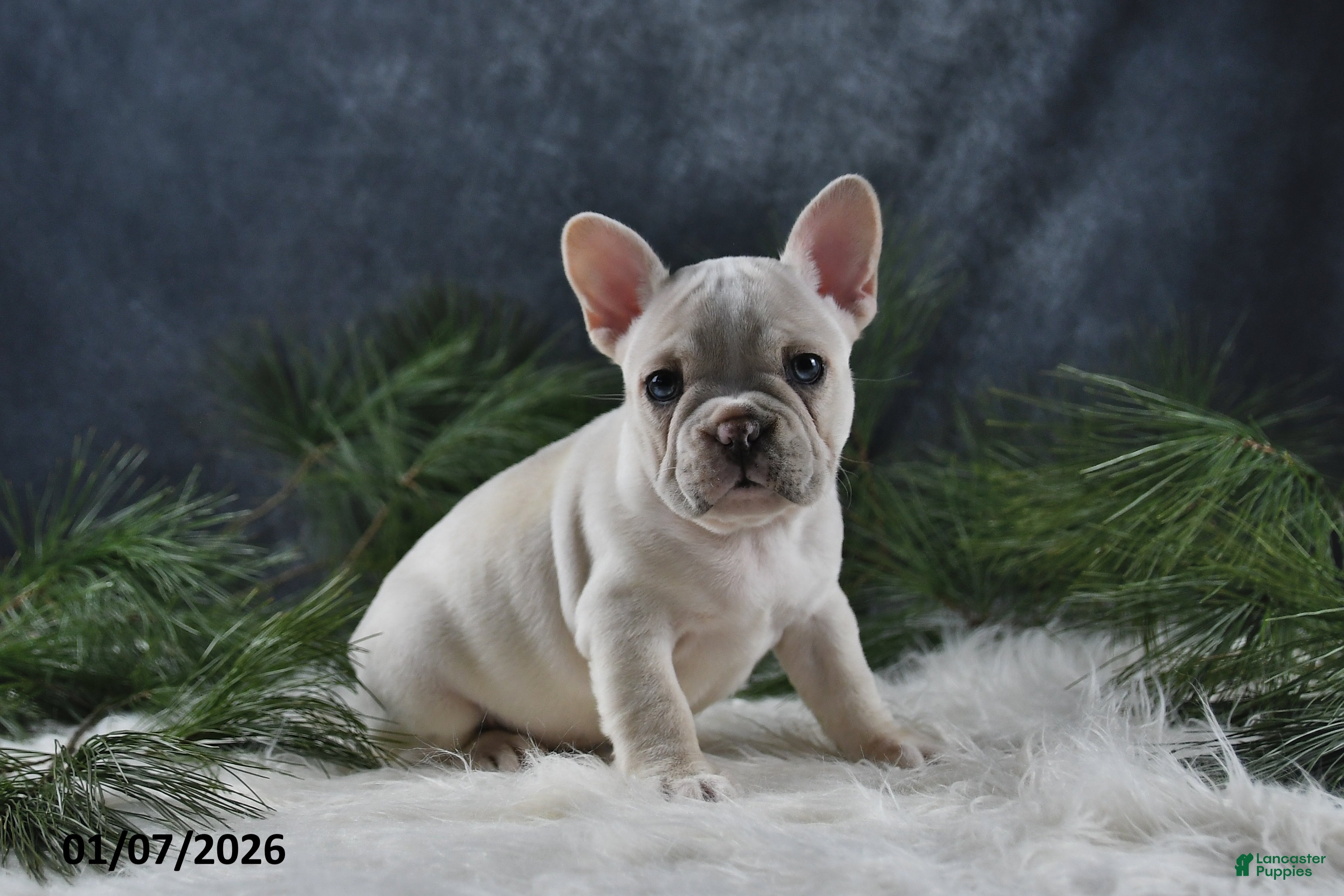 French Bulldog dogs Charlotte - Ad 22