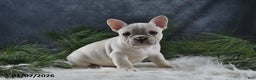 French Bulldog dogs for sale: Charlotte - Ad 1