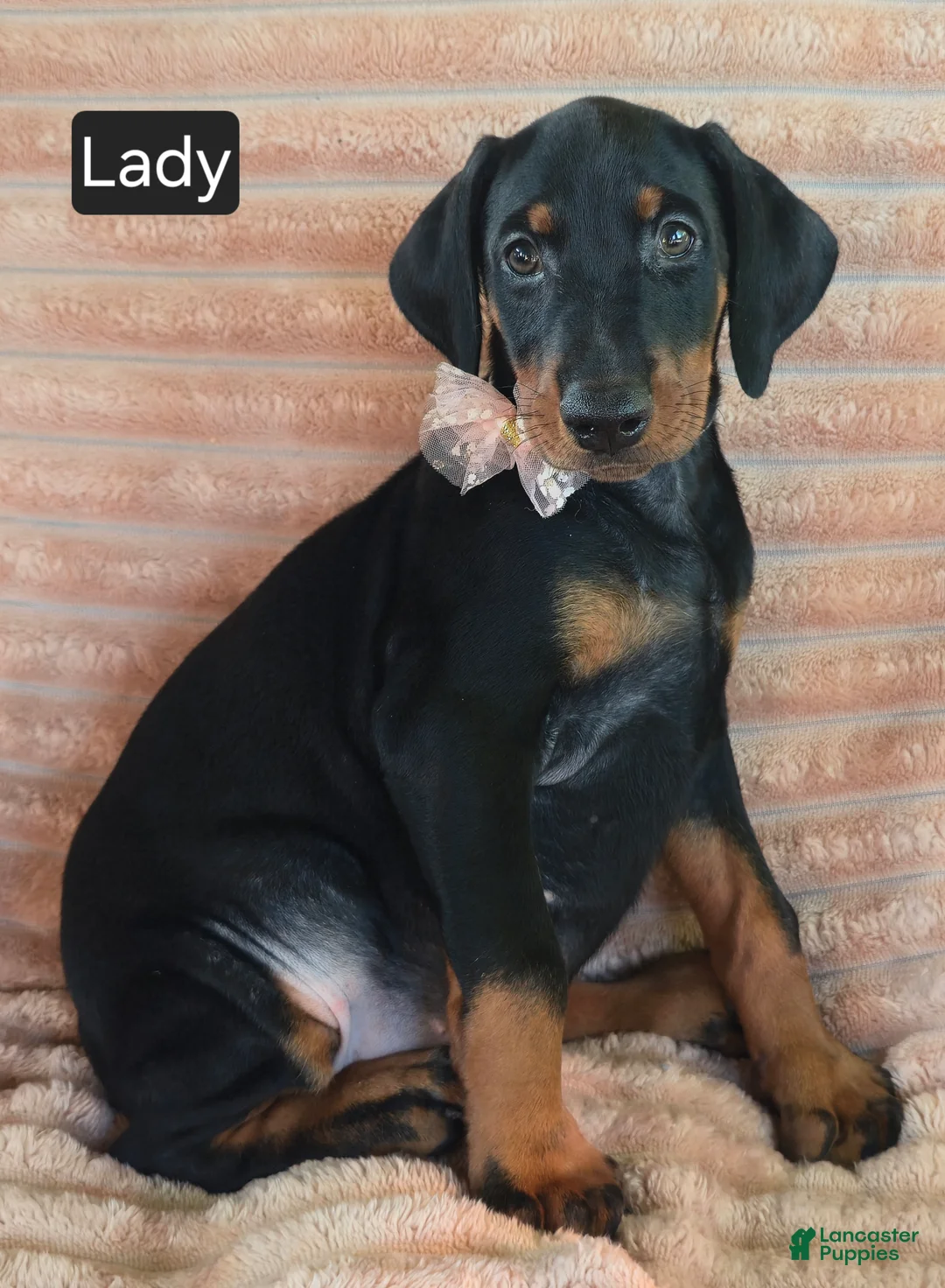 Doberman Pinscher dogs for sale: Lady - Ad 1