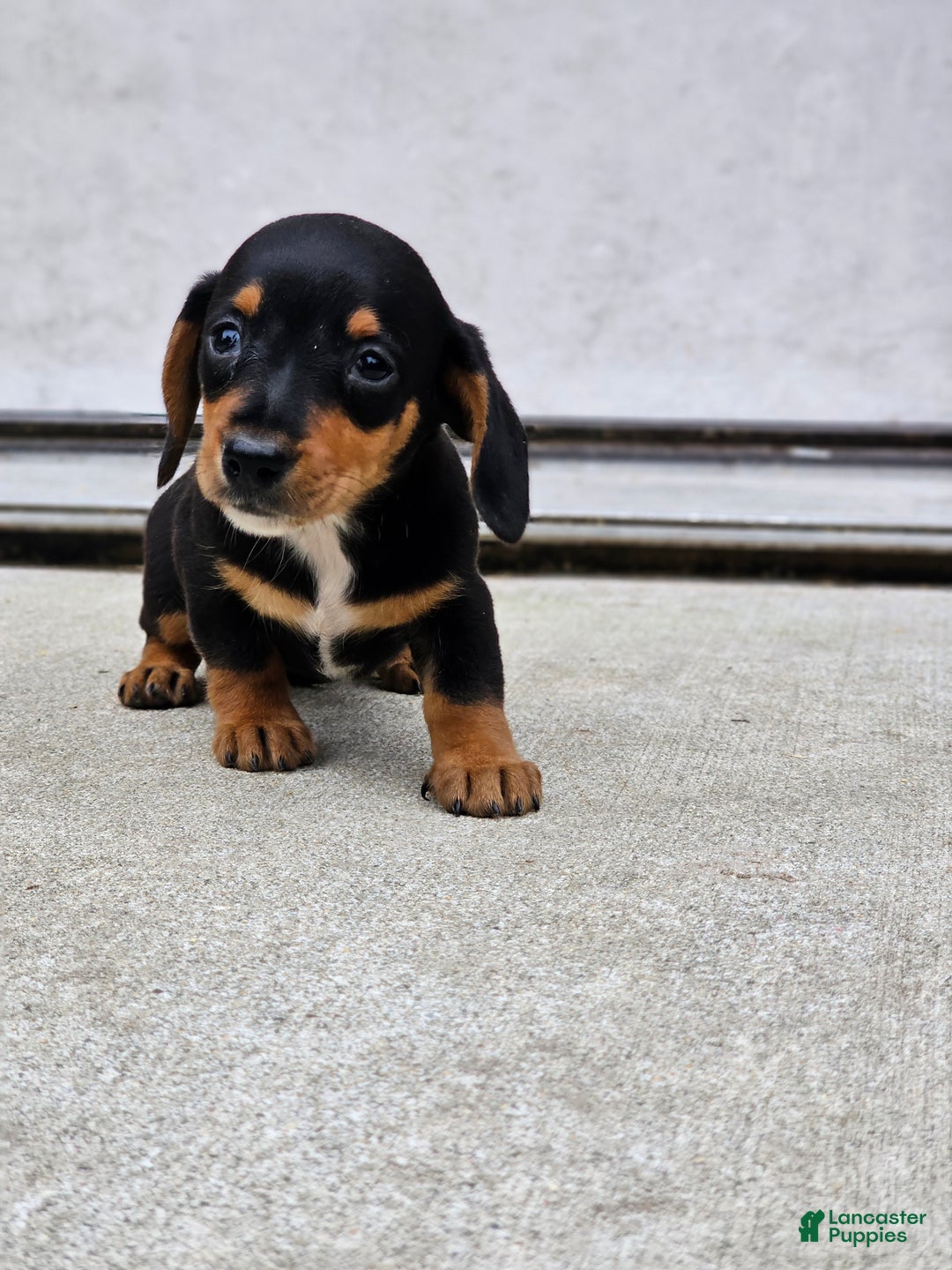 Miniature Dachshund dogs for sale: Rosie - Ad 4