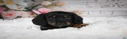 Miniature Dachshund dogs for sale: AKC-Amber - Ad 5