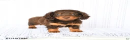 Miniature Dachshund dogs for sale: Bebe - Ad 3