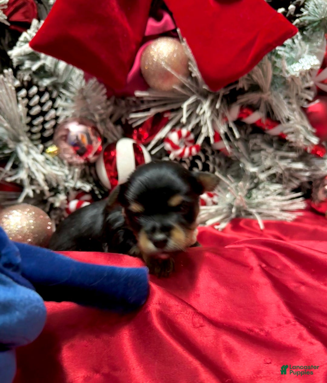 Yorkshire Terrier dogs for sale: Primavera - Ad 12