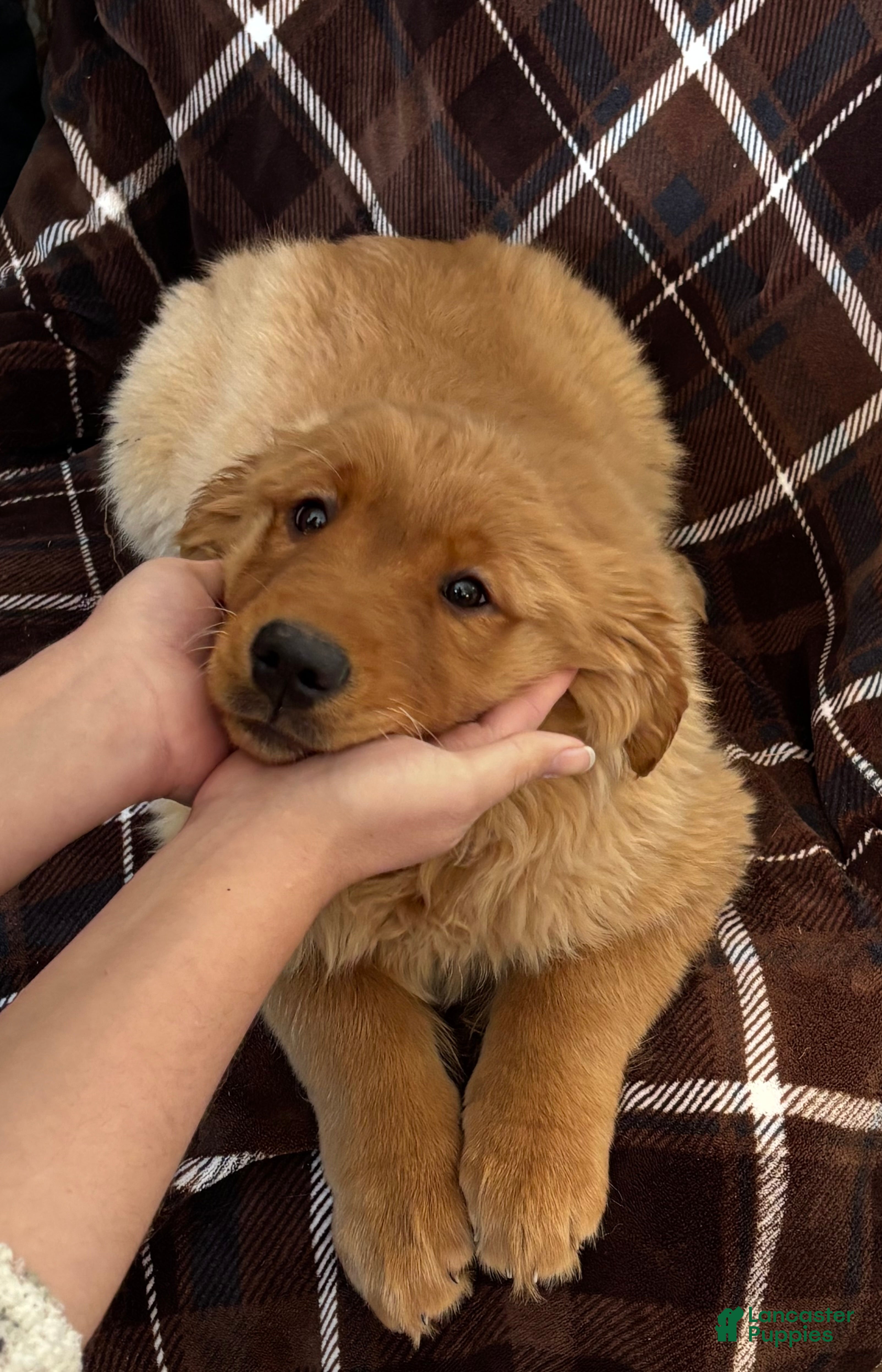 Golden Retriever dogs Autumn - Ad 42