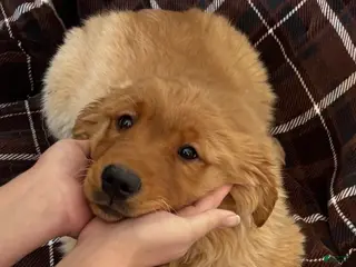 Golden Retriever dogs Autumn - Ad 42