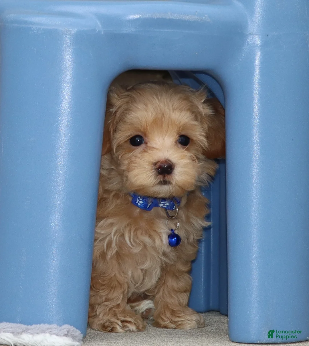 Havapoo dogs for sale: Asher 👨‍👨‍👦‍👦💞🐕 Miniature - Ad 1