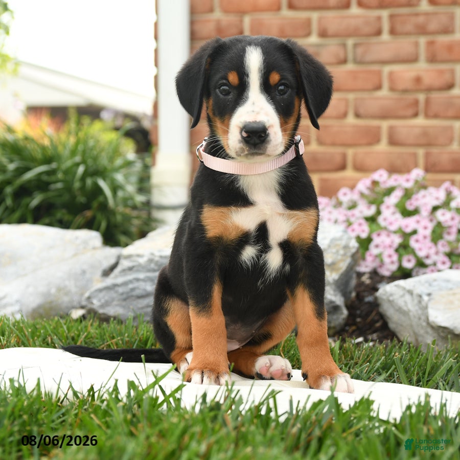 Greater Swiss Mountain Dog dogs Aspen - Ad 1