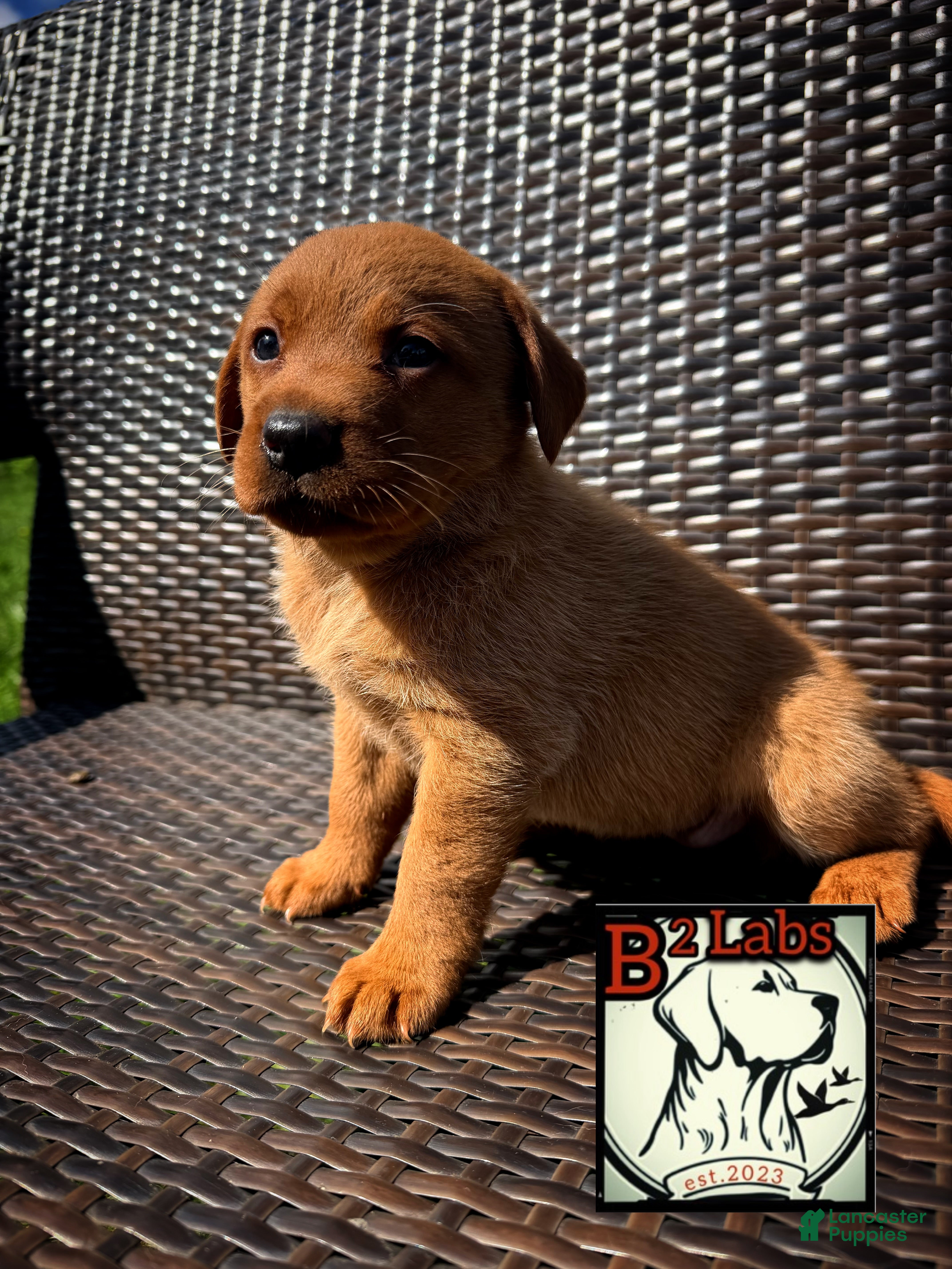 Labrador Retriever dogs Sadie - Ad 1