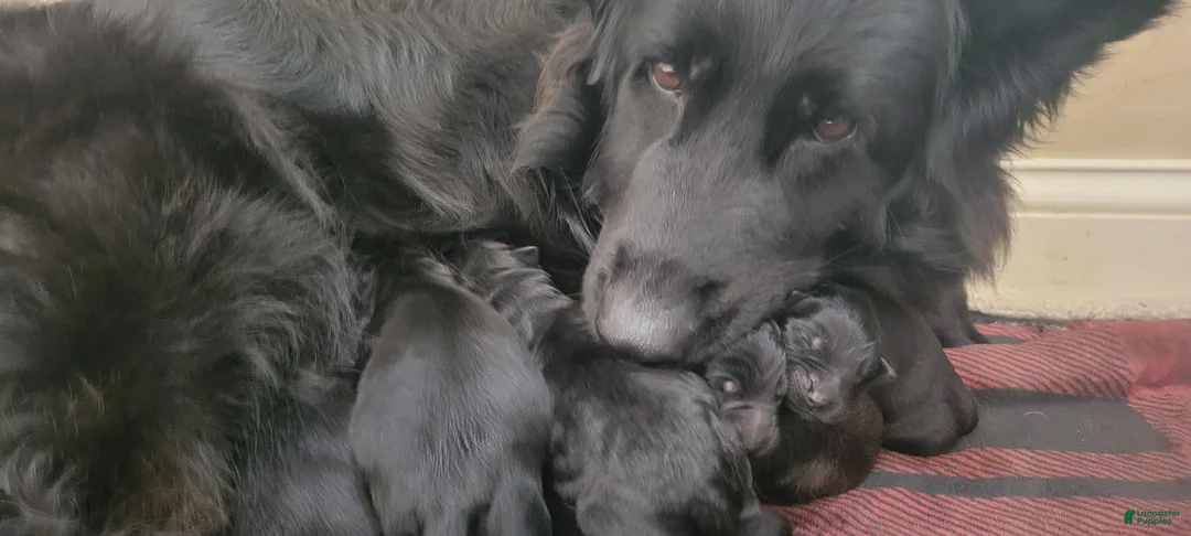 German Shepherd dogs for sale: German Shepherd Puppy 2 - Ad 13