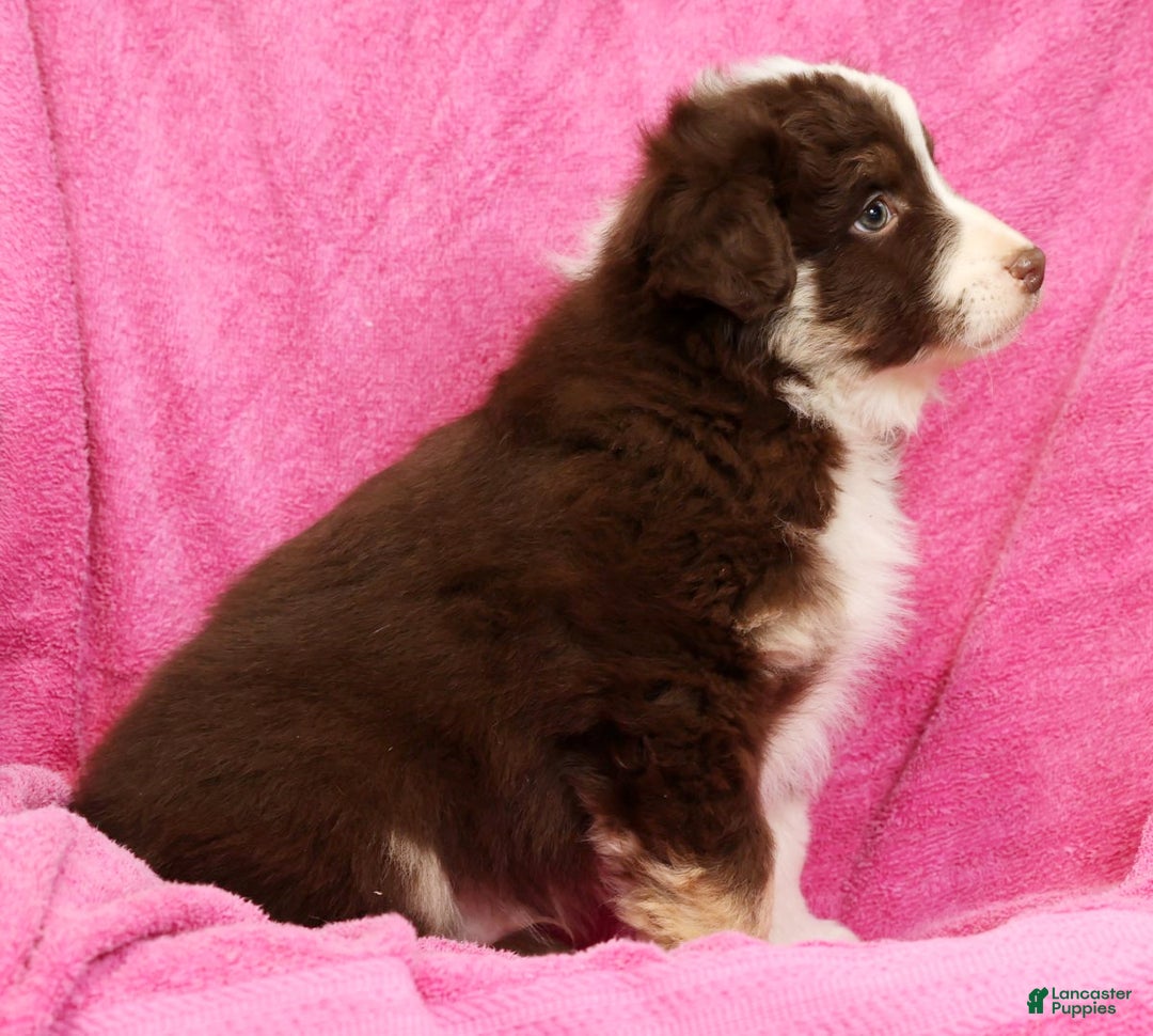 Miniature Australian Shepherd dogs for sale: Max - Ad 9