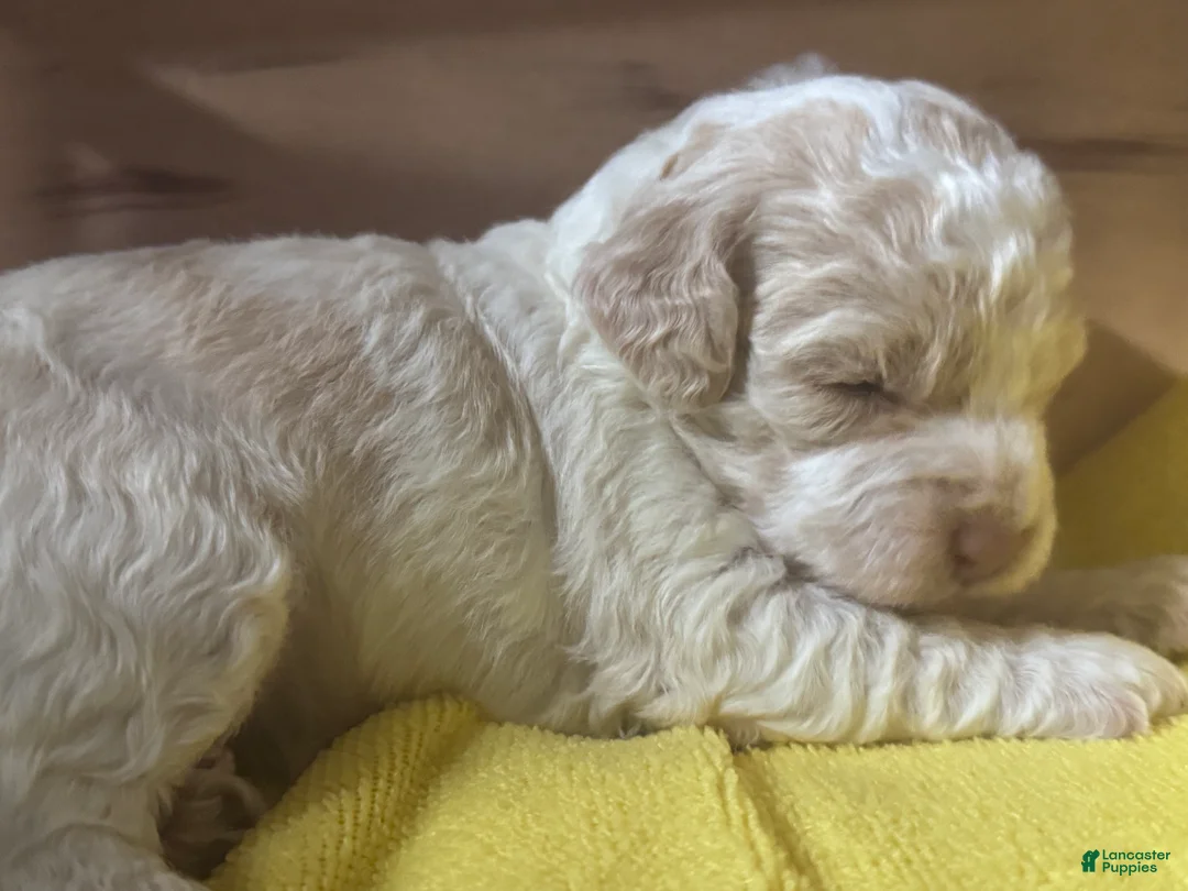 Mini Goldendoodle dogs for sale: Mini Goldendoodle 5 - Ad 2