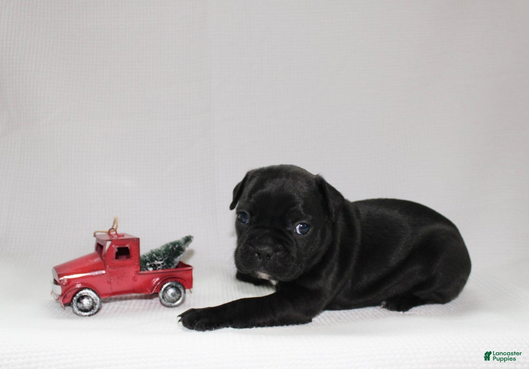 Frenchton dogs for sale: Tillie - Ad 4