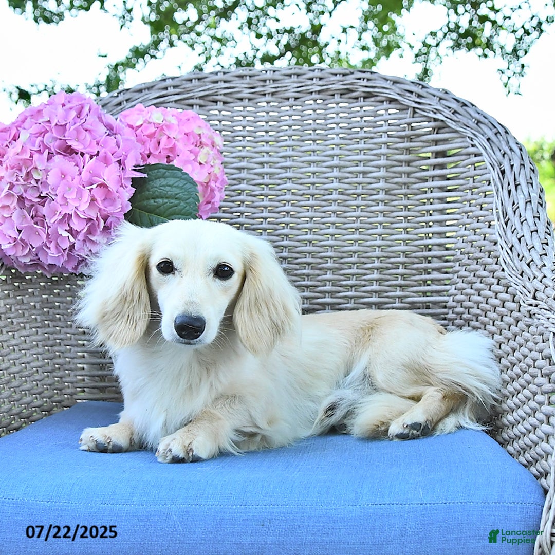 Miniature Dachshund dogs for sale: Ollie - Ad 17