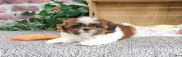 Shih Tzu dogs for sale: Larkspur - Ad 5