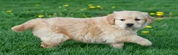 Golden Retriever dogs for sale: Cash - Ad 12
