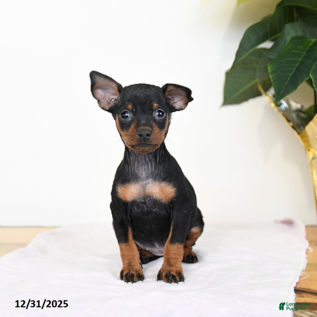 Miniature Pinscher dogs for sale: Lilly - Ad 2