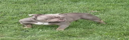American Bully dogs for sale: 1 male Pocket Bully 8 months - Ad 2