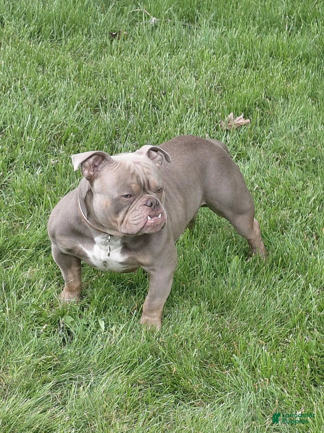 American Bully dogs for sale: 1 male Pocket Bully 8 months - Ad 2