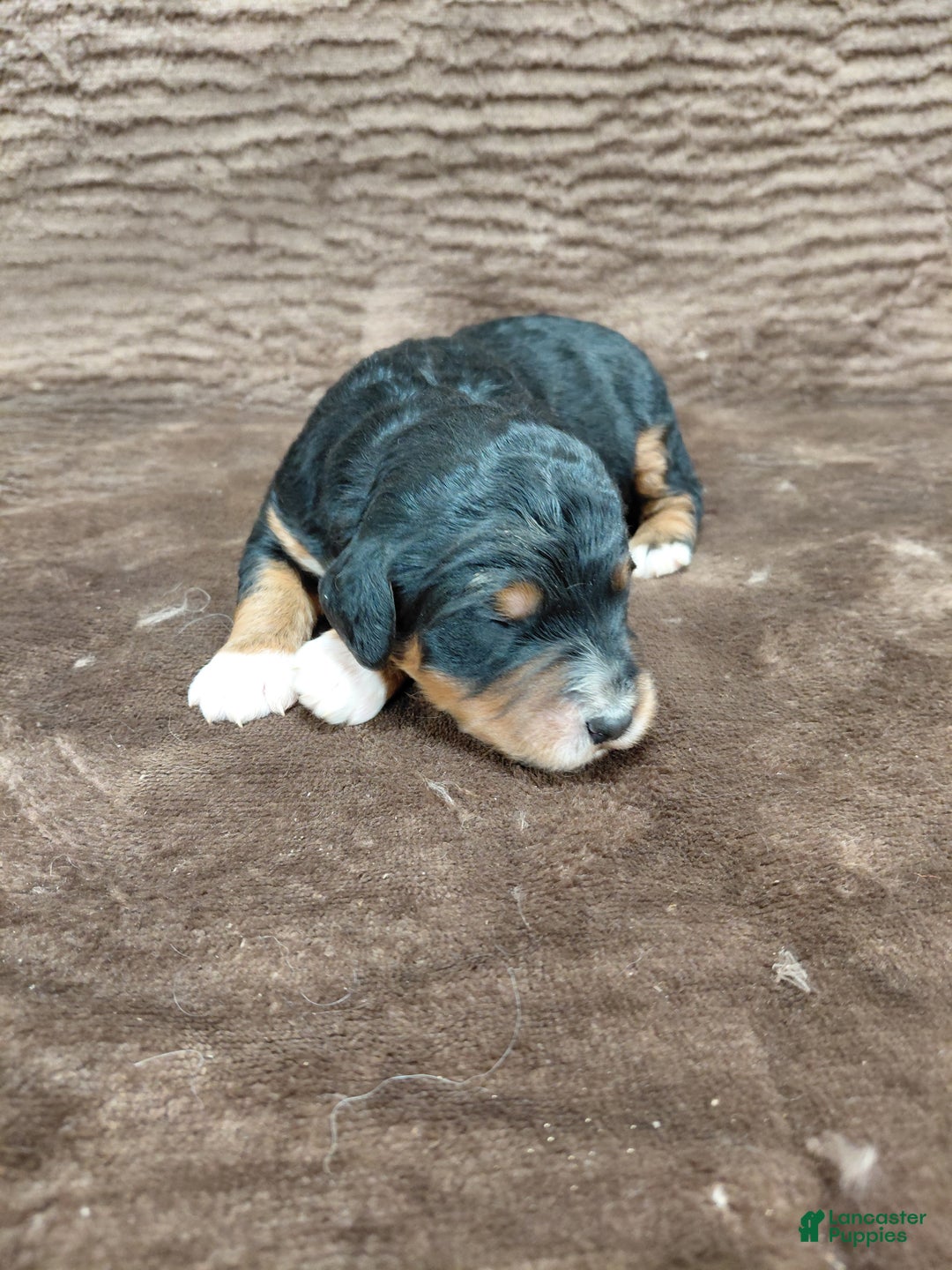 Bernedoodle dogs for sale: Bandit - Ad 10