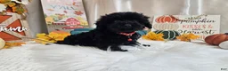 Yorkiepoo dogs for sale: Aden Lane - Ad 5