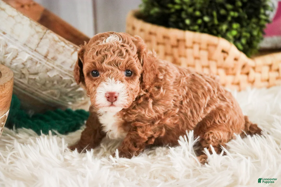 Miniature Poodle dogs for sale: Elenor - Ad 8