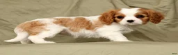 Cavalier King Charles Spaniel dogs for sale: Macy - Ad 4