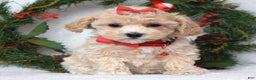 Maltipoo dogs for sale: Lola - Ad 5