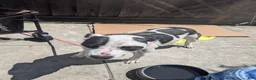 American Pit Bull Terrier dogs for sale: American Pit Bull Terrier Puppy 9 - Ad 2