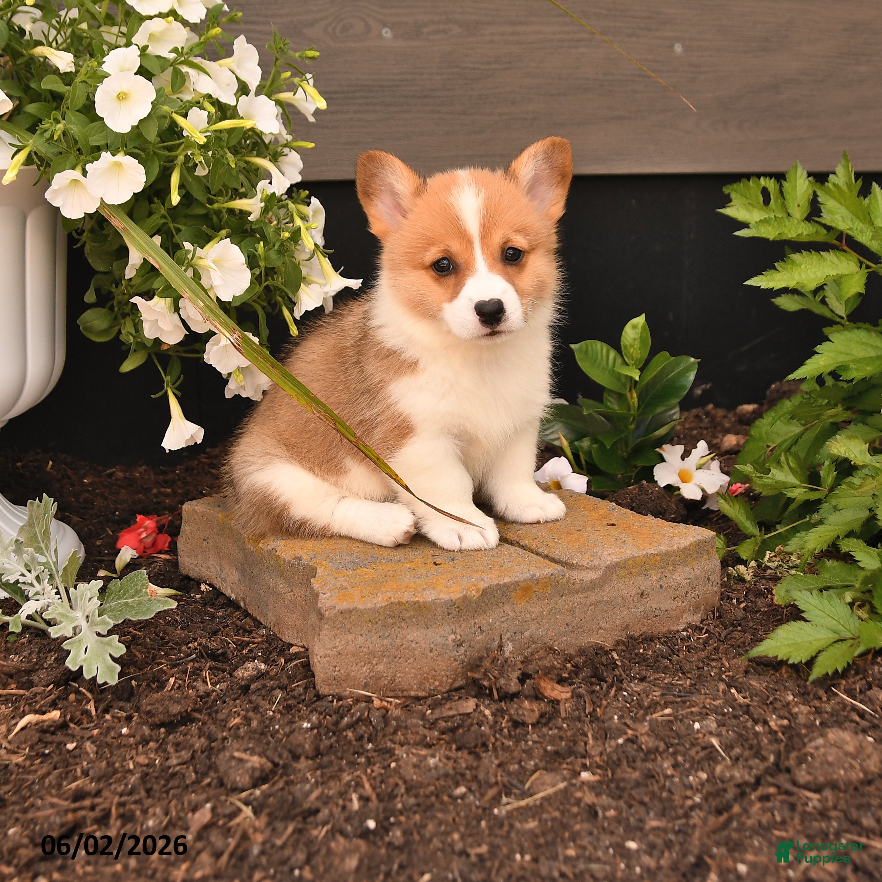 Welsh Corgi Pembroke dogs for sale: Beauty - Ad 1