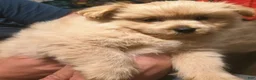 Pomapoo dogs for sale: Chunk - Ad 2