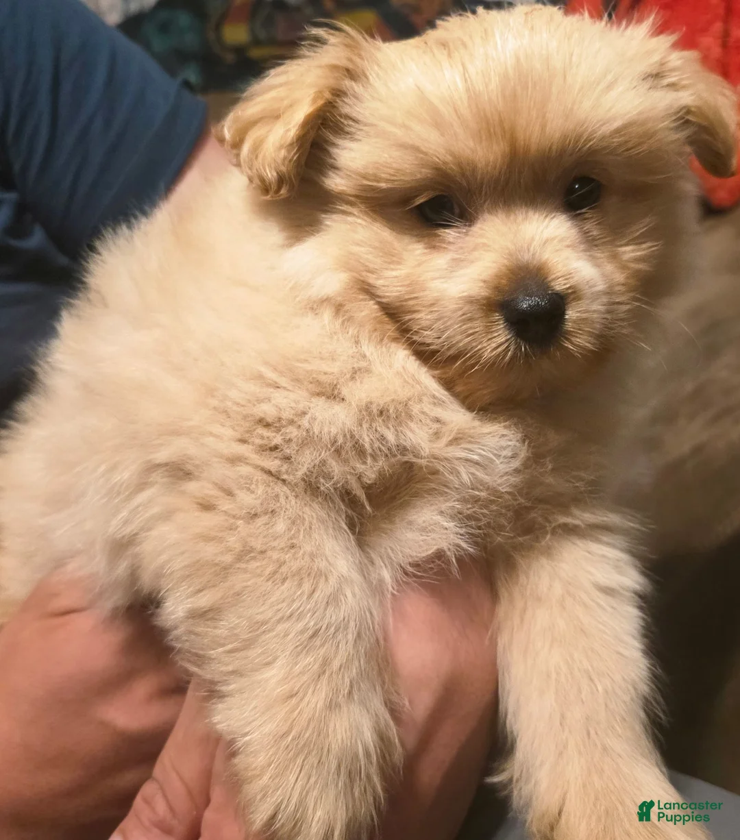 Pomapoo dogs for sale: Chunk - Ad 2