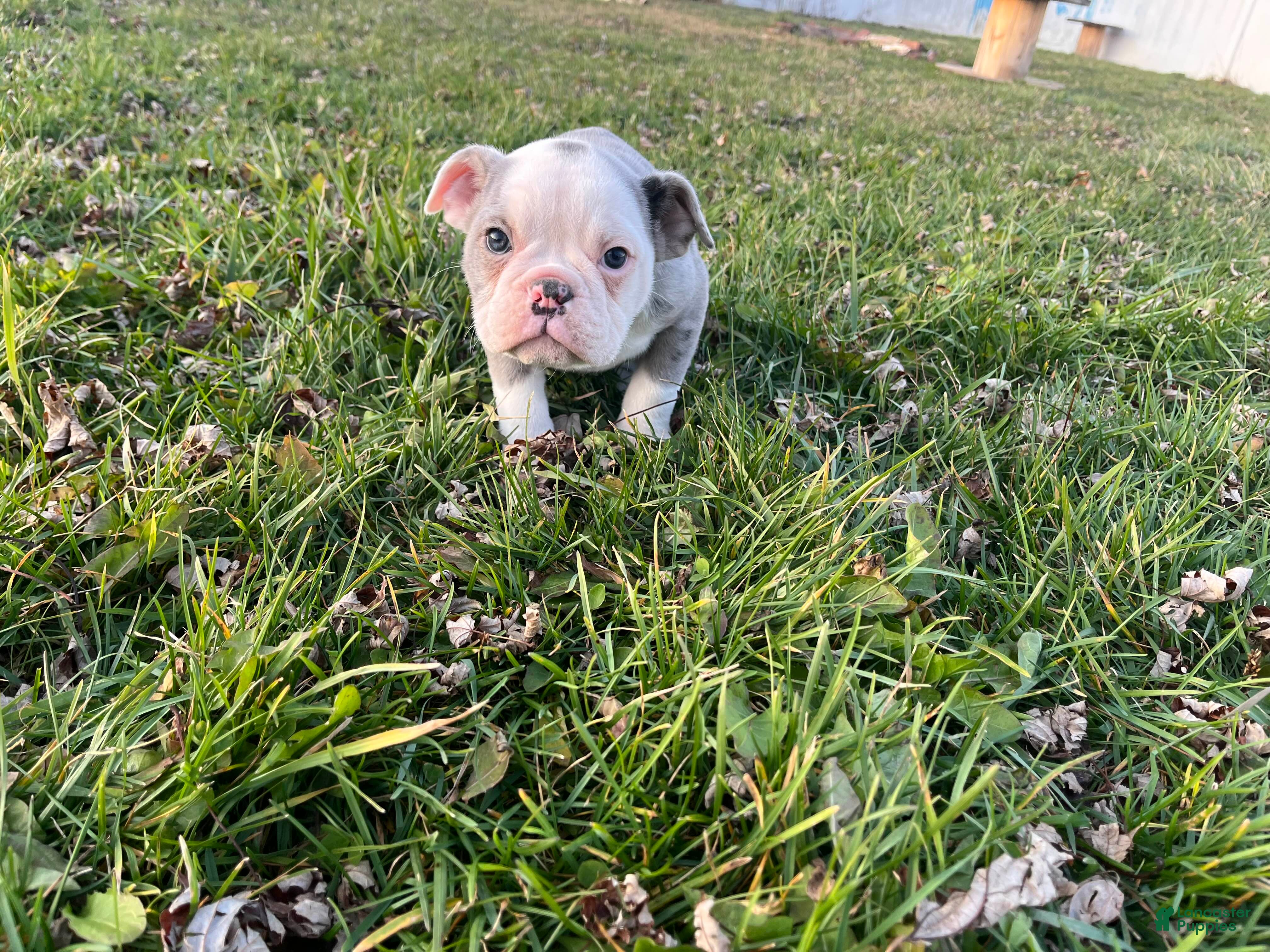 Olde English Bulldogge dogs Sprite - Ad 1